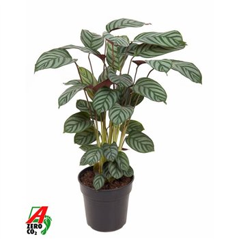 Kalateja Green Flag1 pp without flower fl 80cm 19cm Q1835