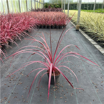 Cordyline australis 'Festival Raspberry' F00009675
