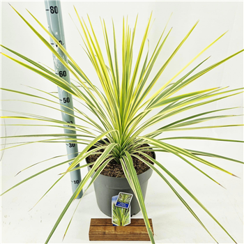 Cordyline australis 'Lime Passion' F00009659