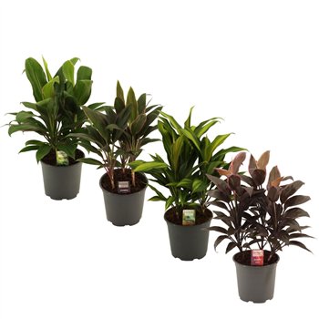 Cordyline fruticosa mix mixed Toef 19 cm 3 pp 55cm 19cm Q2123