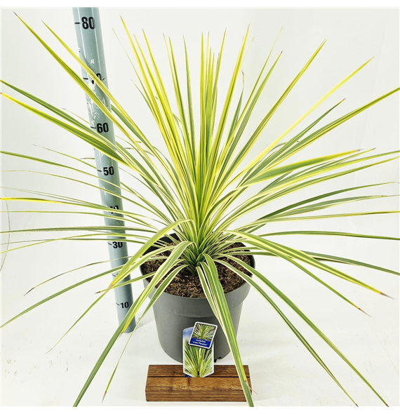 Cordyline australis 'Lime Passion' F00009659
