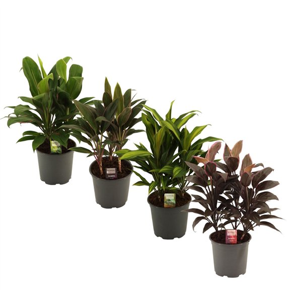 Cordyline fruticosa mix mixed Toef 19 cm 3 pp 55cm 19cm Q2123