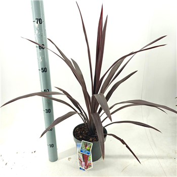 Cordyline australis 'Obtecta Supersta' F00009679