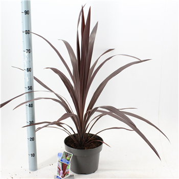 Cordyline australis 'Obtecta Superstar' F00009680