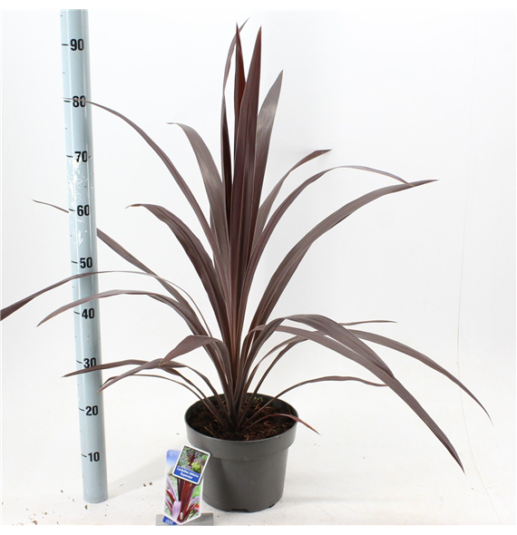 Cordyline australis 'Obtecta Superstar' F00009680