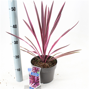 Cordyline australis 'Paso Doble' F00009660