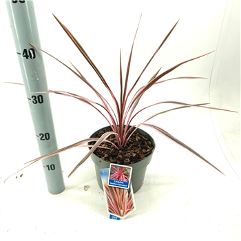 Cordyline australis 'Pink Southern Splendour' F00009666