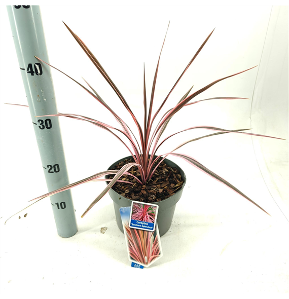 Cordyline australis 'Pink Southern Splendour' F00009666