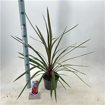 Cordyline australis 'Red Heart' F00009663