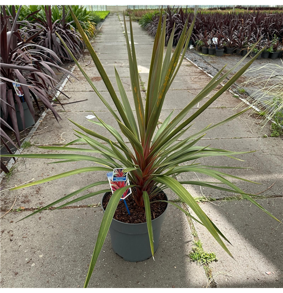 Cordyline australis 'Red Heart' F00009664