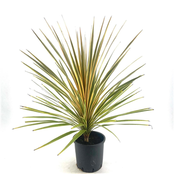 Cordyline australis 'Torbay Dazzler' F00009131