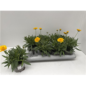 Coreopsis grandiflora 'Solena' F00009268