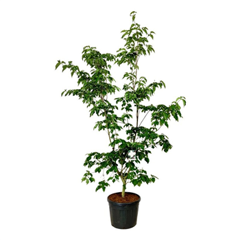 Cornus kousa 'Venus' F00009396