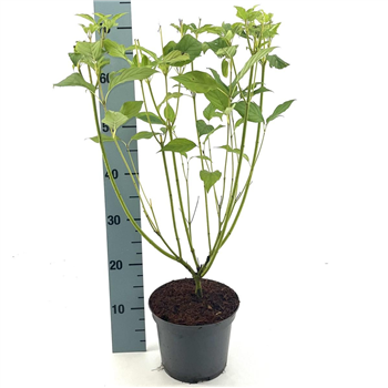 Cornus sericea 'Flaviramea' F00008974