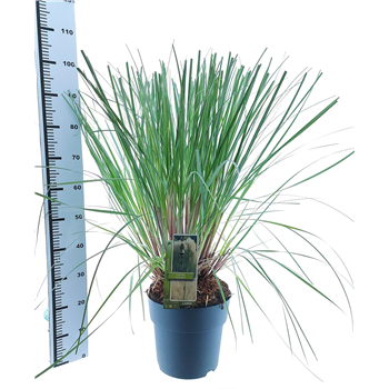 Cortaderia selloana F00009684
