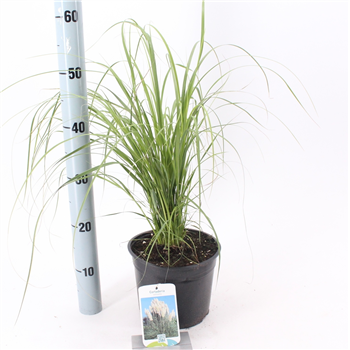 Cortaderia selloana F00009683