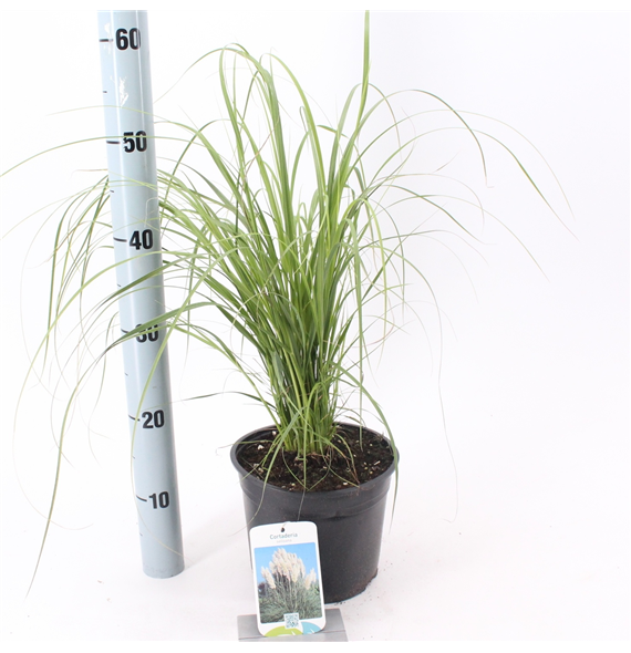 Cortaderia selloana F00009683