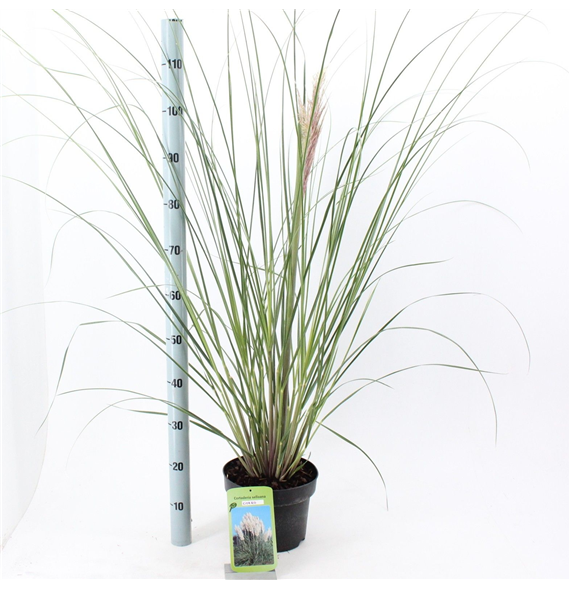 Cortaderia selloana 'Citaro' F00009682