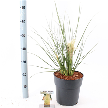 Cortaderia selloana 'Day1' F00009693
