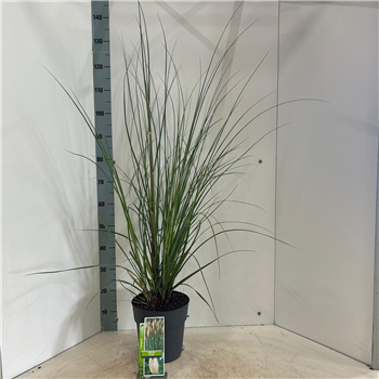 Cortaderia selloana 'Evita' F00009686
