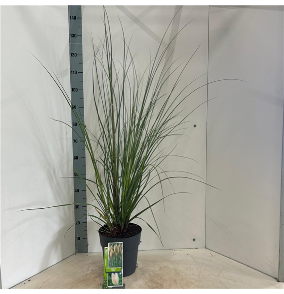 Cortaderia selloana 'Evita' F00009686