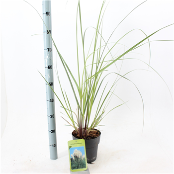 Cortaderia selloana 'Evita' F00009685