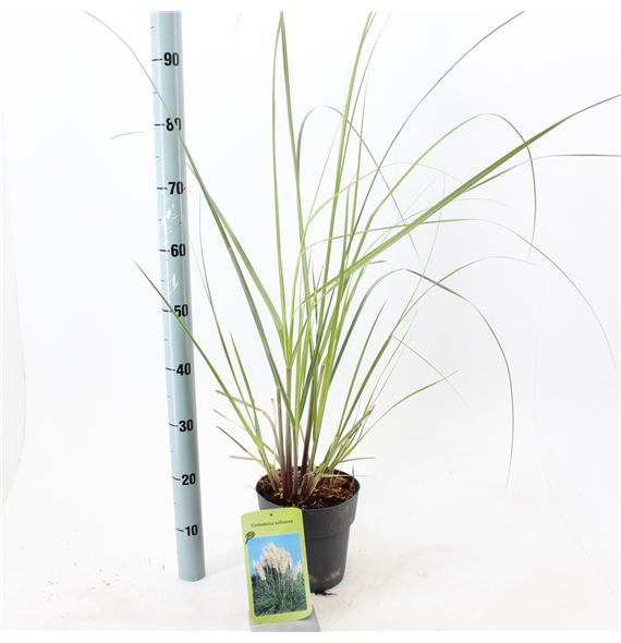 Cortaderia selloana 'Evita' F00009685