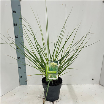 Cortaderia selloana 'Day1' F00009694