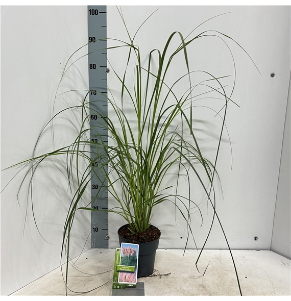 Cortaderia selloana 'Pink Feather' F00009687