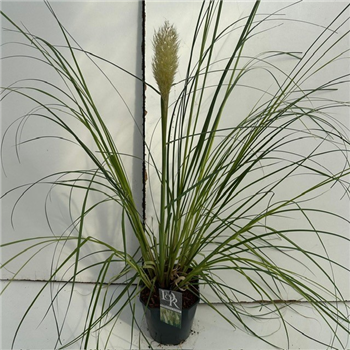 Cortaderia selloana 'Pumila' F00003907