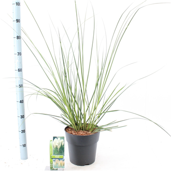 Cortaderia selloana 'Pumila' F00009690