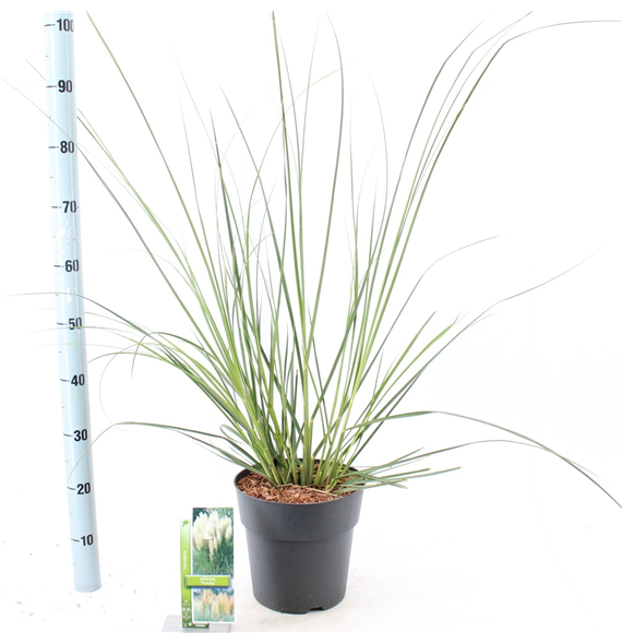 Cortaderia selloana 'Pumila' F00009690