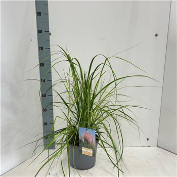 Cortaderia selloana 'Rosea' F00009692