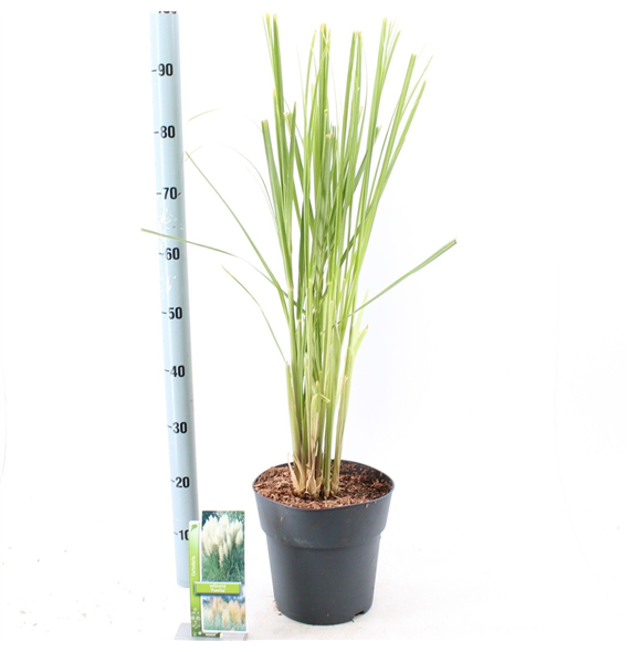 Cortaderia selloana 'White Feather' F00009696