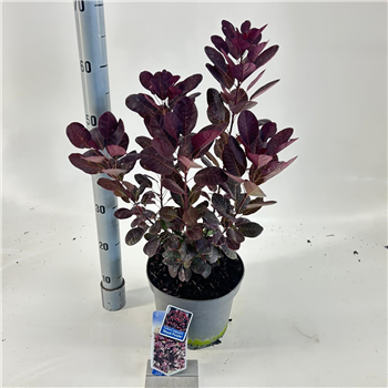 Cotinus coggygria 'Royal Purple' F00009670