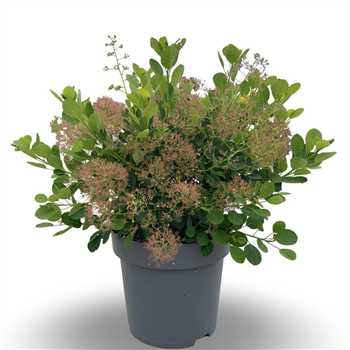 Cotinus coggygria 'Young Lady' F00009149