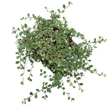 Cotoneaster procumbens 'Queen of Carpets' F00009203