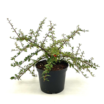 Cotoneaster suecicus 'Coral Beauty' F00008975