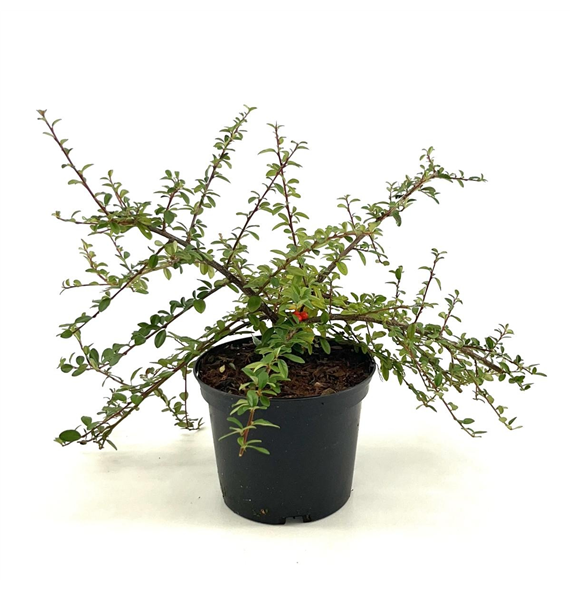 Cotoneaster suecicus 'Coral Beauty' F00008975