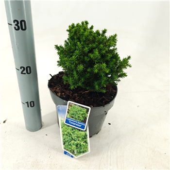 Cryptomeria japonica 'Compressa' F00009697