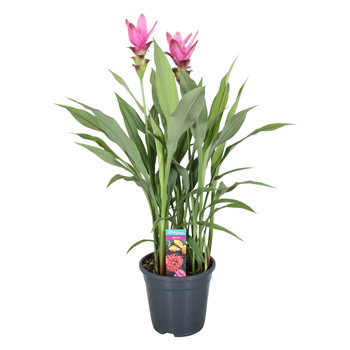 Curcuma 'Siam Supreme' F00000338