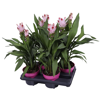 Curcuma alismatifolia 'Siam Salsa' F00005013