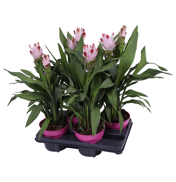 Curcuma alismatifolia 'Siam Salsa' F00005013