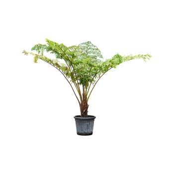 Cyathea cooperi 4CYCORS50