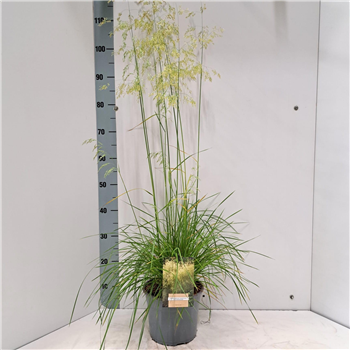 Deschampsia cespitosa 'Goldschleier' F00009700