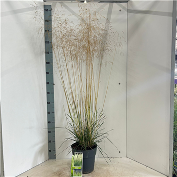 Deschampsia cespitosa 'Goldtau' F00009701