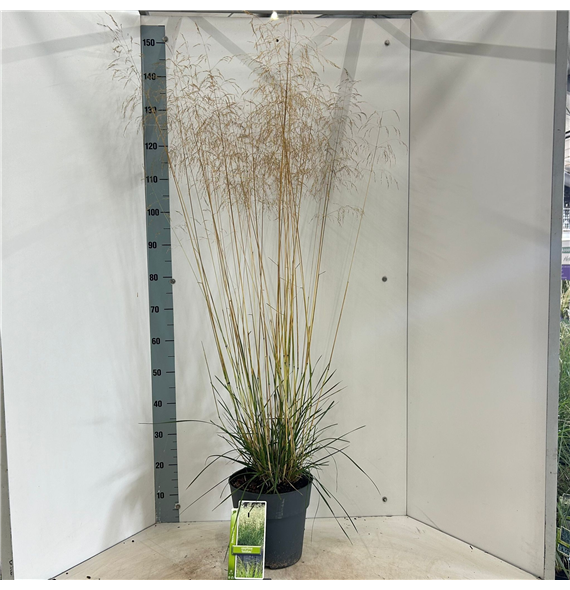 Deschampsia cespitosa 'Goldtau' F00009701