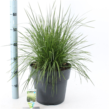 Deschampsia cespitosa 'Goldtau' F00009702