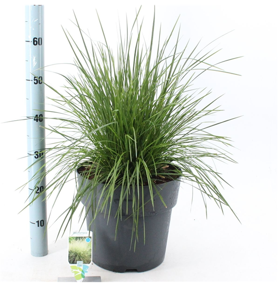 Deschampsia cespitosa 'Goldtau' F00009702