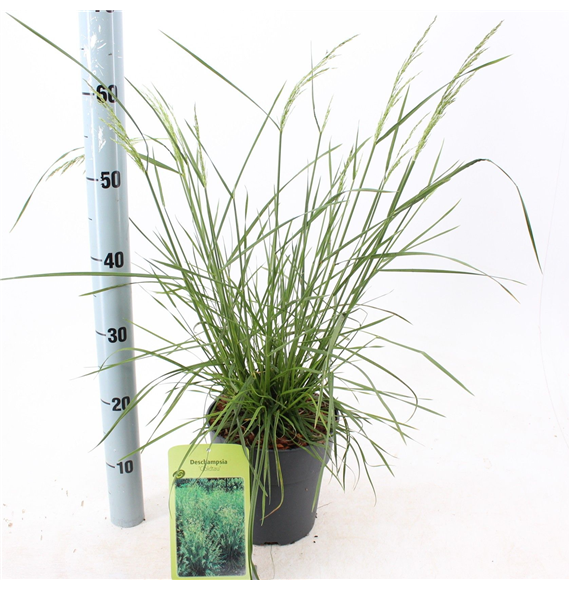 Deschampsia cespitosa 'Goldtau' F00009699
